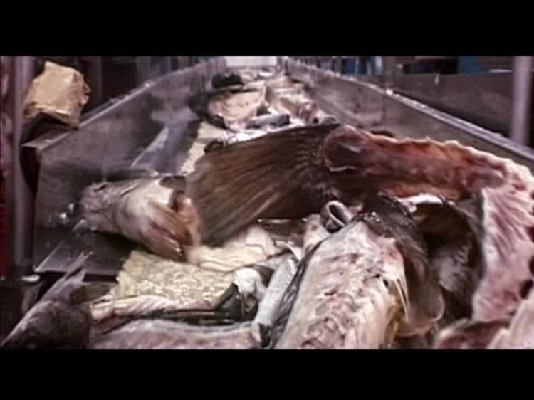 6-hubert-sauper-le-cauchemar-de-darwin