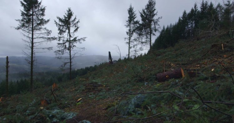 temps de forêts 2.jpg