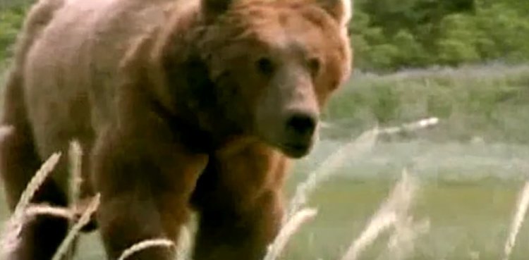 grizzly man 2